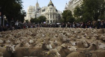 La fiesta de la trashumancia se convierte en un alegato a favor del process