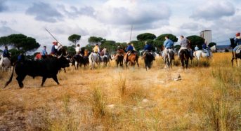 El Toro de la Vega se traslada a Cataluña.