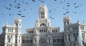 Una bandada de aves rapaces diurnas se instalan en las inmediaciones del Ayuntamiento de Madrid