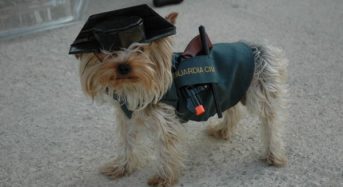La Guardia Civil estaría entrenando perros para detectar independentistas.