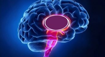 Estudio de la Universidad de DEUSTO confirma que los Podemitas tienen menos materia gris en el cerebro
