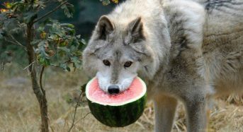El cambio climático provoca que los lobos se vuelvan veganos