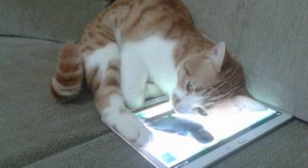 La verdad detrás de la conmovedora reacción de un gato al ver a su dueño muerto.