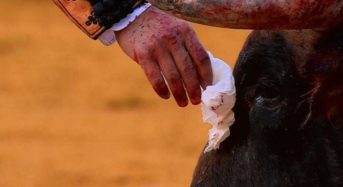 El torero de VOX, Morante de la Puebla, limpia las lagrimas a un toro emocionado por morir en Sevilla.
