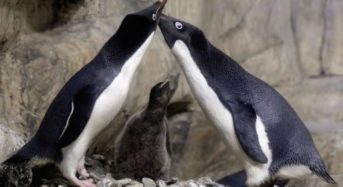 El lobby gay obliga a una pareja de pingüinos macho a adoptar un huevo abandonado en el zoo de Berlín.