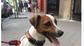 El supuesto correo que delataría a Díaz Ayuso fue escrito y enviado por Pecas, el perro de Esperanza Aguirre.