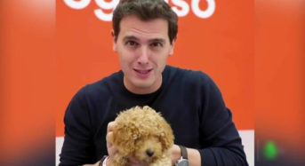 No, se trata de un bulo: El primer perro elegido por Albert Rivera no  era un perro antidrogas retirado del servicio activo.