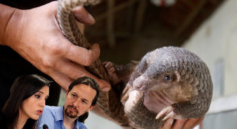 Irene Montero y Pablo Iglesias intentaron adoptar un pangolín a través de la embajada China.