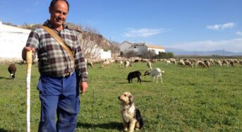 Un alcalde del PSOE vacuna a sus ovejas antes que a los ancianos del pueblo.